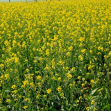 Какъв зелен тор да засадите през есента преди зимата през 2022 г?...